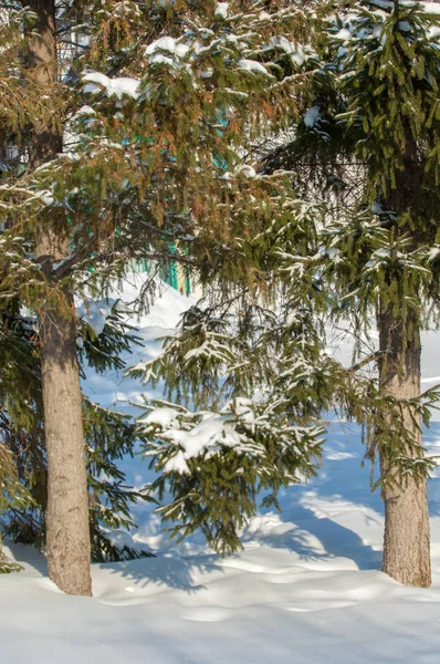 Winterlandschap Zijn Grote Opeenhopingen Van Sneeuw Takken Van Een Spar — Stockfoto