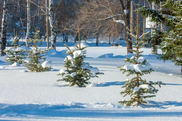 Зимний Пейзаж Молодые Елки Покрытые Снегом Солнечный Морозный День Рождественская — стоковое фото