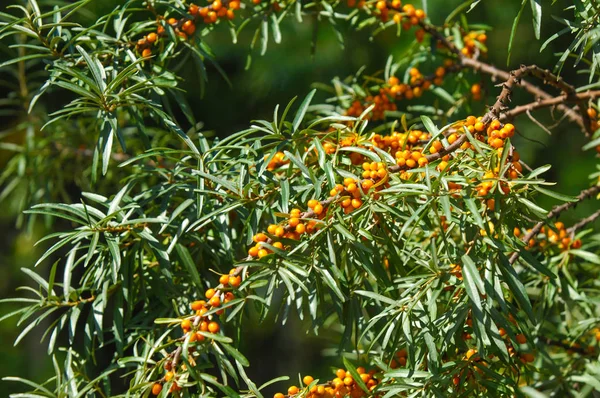 Espino Cerval Árbol Las Plantas Espino Cerval Mar Son Recursos — Foto de Stock