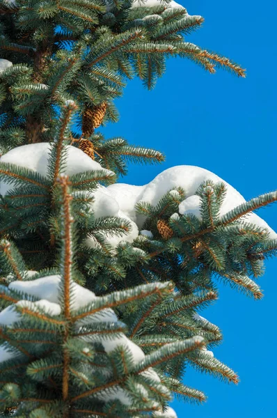 Kış manzarası. bir mavi çam ağacı dalı kar dalları üzerinde yatıyor. Güneşli soğuk gün. Noel kartı