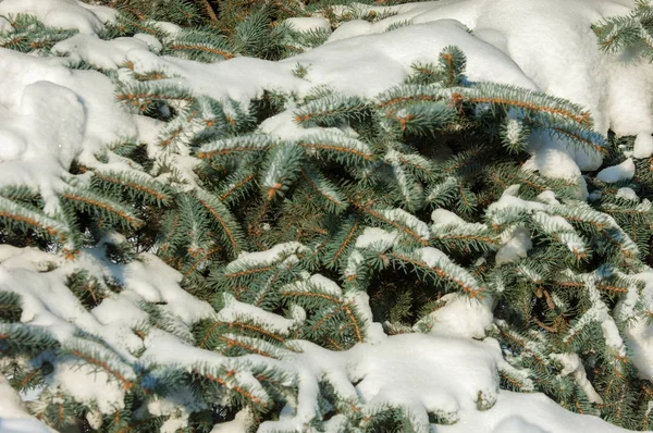 Zimowy Krajobraz Gałąź Drzewa Niebieski Jodła Śnieg Leży Gałęziach Słoneczny — Zdjęcie stockowe