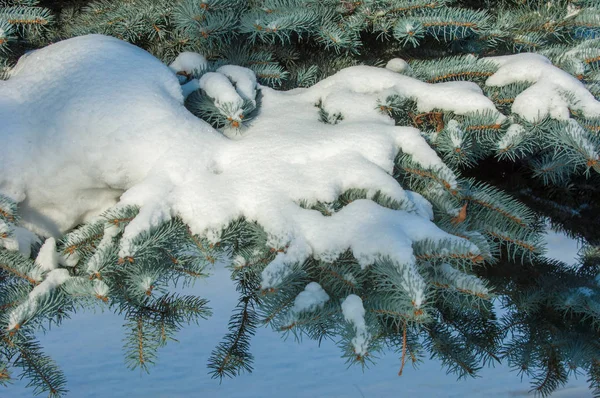 Paesaggio Invernale Ramo Abete Blu Neve Giace Sui Rami Giornata — Foto Stock