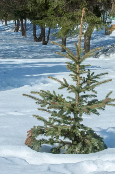 Winterlandschaft Junge Weihnachtsbäume Mit Schnee Bedeckt Sonniger Frostiger Tag Weihnachtskarte — Stockfoto