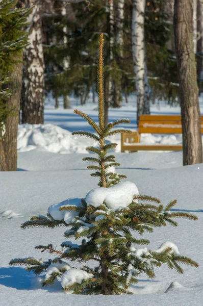 Winterlandschaft Junge Weihnachtsbäume Mit Schnee Bedeckt Sonniger Frostiger Tag Weihnachtskarte — Stockfoto