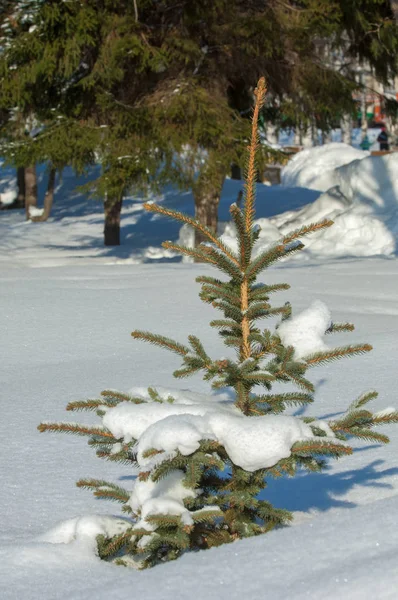 Winterlandschap Jonge Kerstbomen Bedekt Met Sneeuw Zonnige Ijzige Dag Kerstkaart — Stockfoto