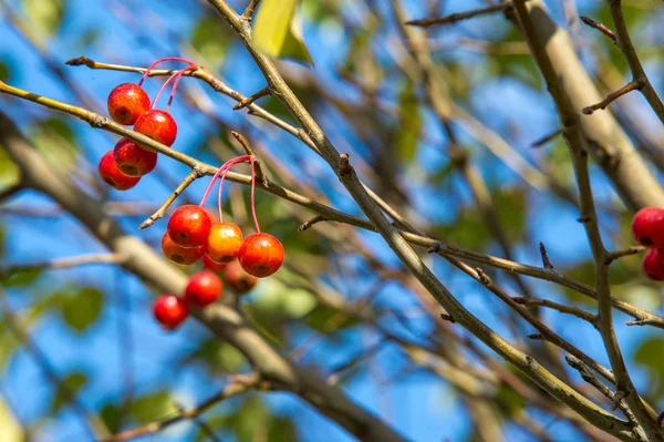 Las Manzanas Son Decorativas Las Otras Especies Son Generalmente Conocidas — Foto de Stock