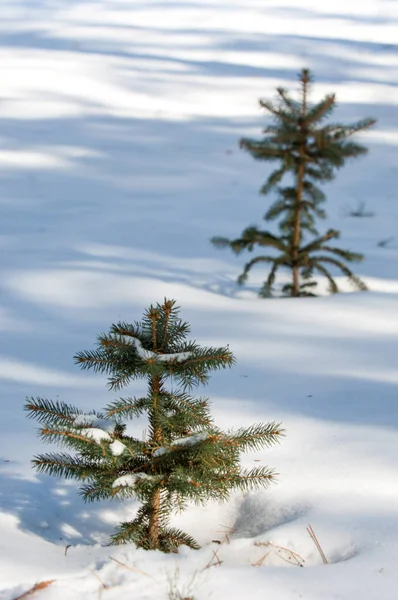 冬の風景 雪に覆われた若いクリスマスツリー 晴れた霜の日 クリスマスカード — ストック写真