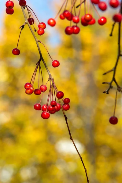 Les Pommes Sont Décoratives Les Autres Espèces Sont Généralement Connues — Photo