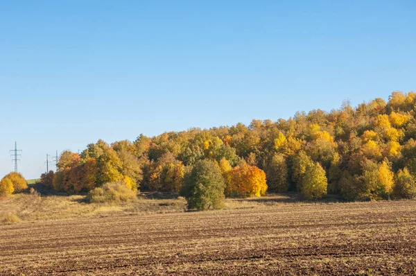 Höstlandskap Fält Plöjning Bakgrunden Höst Träd Färgglada Träd Gul Gyllene — Stockfoto