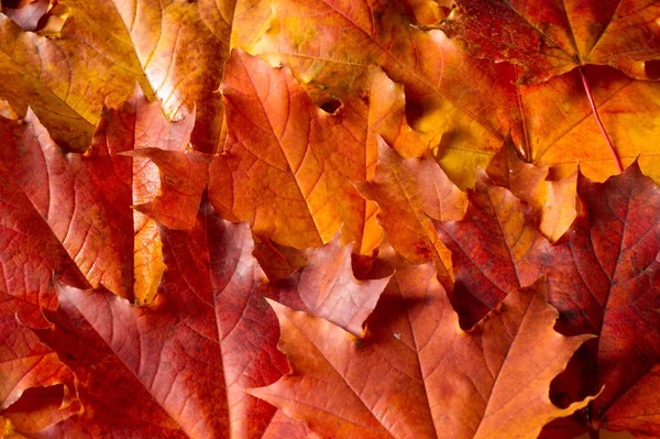 Drawing background, texture. Leaves of autumn maple. background of fallen autumn leaves