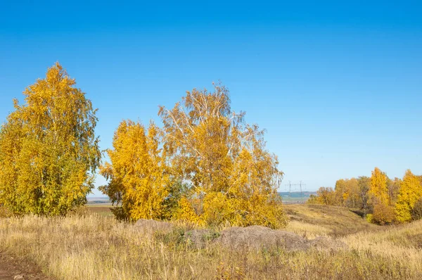 Herfst Landschap Berken Eiken Maple Bomen Zijn Geschilderd Herfst Kleuren — Stockfoto