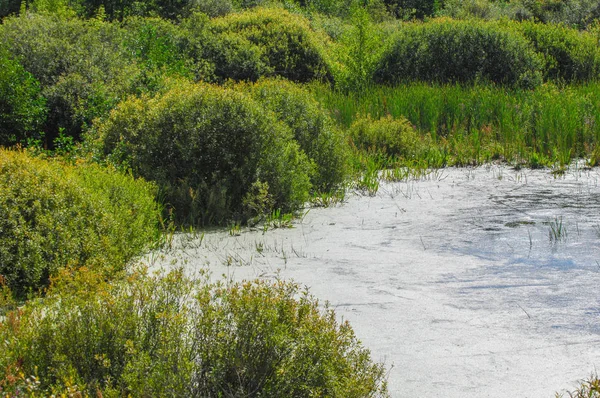 Yaz manzara. Bataklık, marsh, bataklık, quagmire, sazlık, durgun. Yüzölçümü düşük, ekilmemiş yer nerede su toplar; Bir bataklık ya da bataklık.