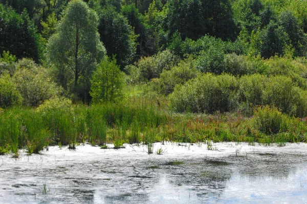 Yaz manzara. Bataklık, marsh, bataklık, quagmire, sazlık, durgun. Yüzölçümü düşük, ekilmemiş yer nerede su toplar; Bir bataklık ya da bataklık.