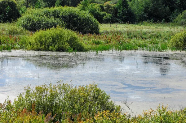 Krajobraz Lato Bagno Bagno Bog Trzęsawisko Bagna Zaścianka Obszar Nizinny — Zdjęcie stockowe