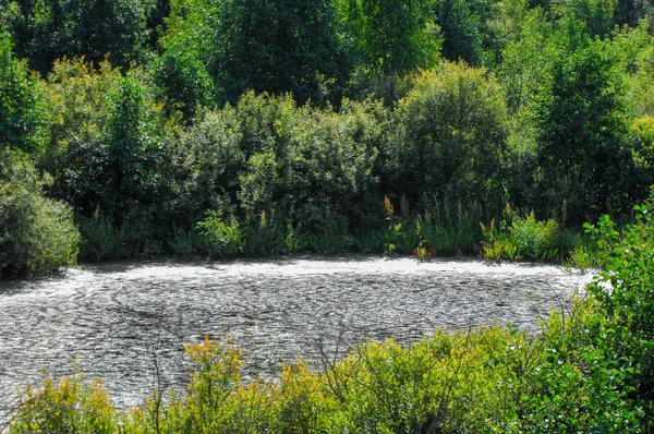 Yaz manzara. Bataklık, marsh, bataklık, quagmire, sazlık, durgun. Yüzölçümü düşük, ekilmemiş yer nerede su toplar; Bir bataklık ya da bataklık.