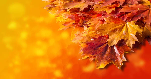 Fondo Dibujo Textura Hojas Arce Otoño Fondo Hojas Otoño Caídas — Foto de Stock