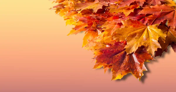 绘制背景 秋枫叶 秋天落叶的背景 — 图库照片
