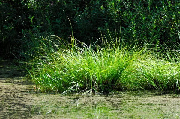 Yaz manzara. Bataklık, marsh, bataklık, quagmire, sazlık, durgun. Yüzölçümü düşük, ekilmemiş yer nerede su toplar; Bir bataklık ya da bataklık.
