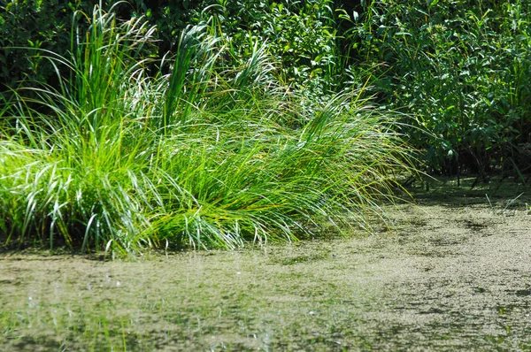 Yaz manzara. Bataklık, marsh, bataklık, quagmire, sazlık, durgun. Yüzölçümü düşük, ekilmemiş yer nerede su toplar; Bir bataklık ya da bataklık.