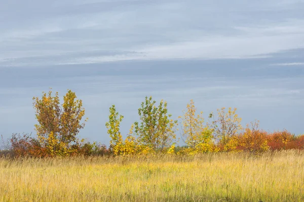 doğal manzara. Sonbahar manzara. Şehir, parlak kırmızı sarı ağaçlar, çalılar, eski sarı siyah çim banliyölerinde