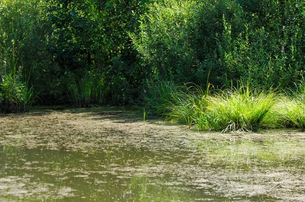 Yaz manzara. Bataklık, marsh, bataklık, quagmire, sazlık, durgun. Yüzölçümü düşük, ekilmemiş yer nerede su toplar; Bir bataklık ya da bataklık.