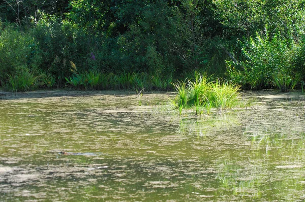 Yaz manzara. Bataklık, marsh, bataklık, quagmire, sazlık, durgun. Yüzölçümü düşük, ekilmemiş yer nerede su toplar; Bir bataklık ya da bataklık.