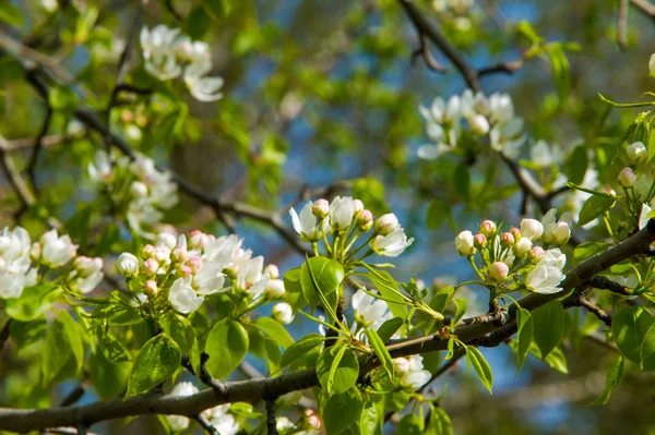 Elma ağacı çiçek var. Elma ağacının çiçekleri. Erken ilkbaharda, güneşli bir gün, sıcaklık sokakta. ilk genç yeşil yaprakları. pembe beyaz yaprakları çiçek.