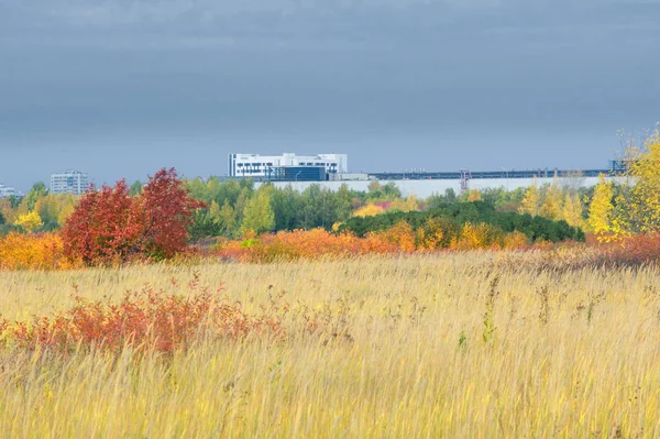 doğal manzara. Sonbahar manzara. Şehir, parlak kırmızı sarı ağaçlar, çalılar, eski sarı siyah çim banliyölerinde