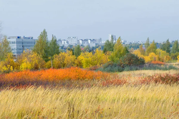 doğal manzara. Sonbahar manzara. Şehir, parlak kırmızı sarı ağaçlar, çalılar, eski sarı siyah çim banliyölerinde