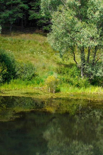 Yaz manzara. Bataklık, marsh, bataklık, quagmire, sazlık, durgun. Yüzölçümü düşük, ekilmemiş yer nerede su toplar; Bir bataklık ya da bataklık.