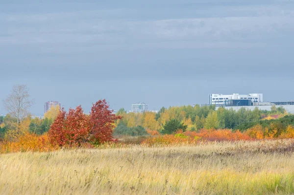 doğal manzara. Sonbahar manzara. Şehir, parlak kırmızı sarı ağaçlar, çalılar, eski sarı siyah çim banliyölerinde