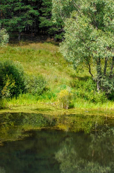 Yaz manzara. Bataklık, marsh, bataklık, quagmire, sazlık, durgun. Yüzölçümü düşük, ekilmemiş yer nerede su toplar; Bir bataklık ya da bataklık.