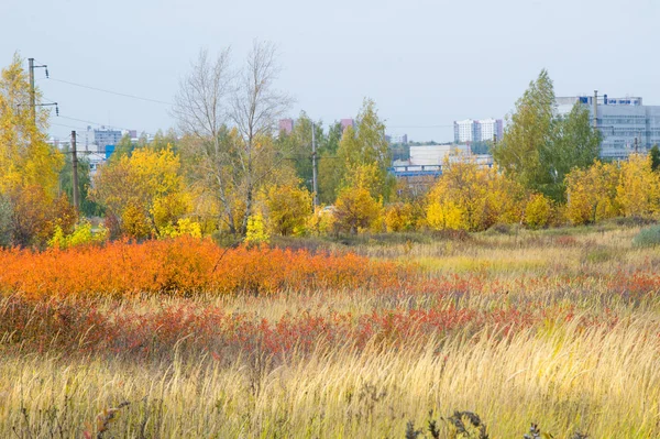 doğal manzara. Sonbahar manzara. Şehir, parlak kırmızı sarı ağaçlar, çalılar, eski sarı siyah çim banliyölerinde