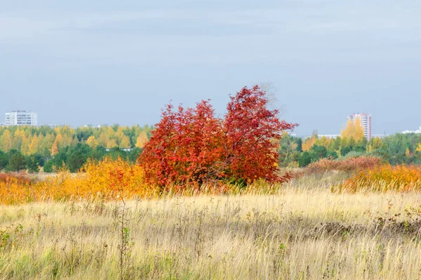 doğal manzara. Sonbahar manzara. Şehir, parlak kırmızı sarı ağaçlar, çalılar, eski sarı siyah çim banliyölerinde