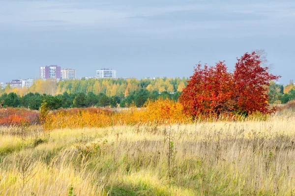 doğal manzara. Sonbahar manzara. Şehir, parlak kırmızı sarı ağaçlar, çalılar, eski sarı siyah çim banliyölerinde