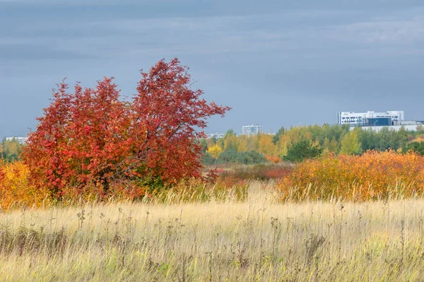 doğal manzara. Sonbahar manzara. Şehir, parlak kırmızı sarı ağaçlar, çalılar, eski sarı siyah çim banliyölerinde