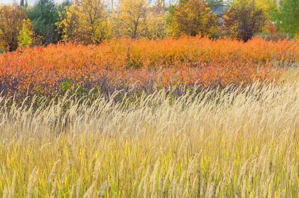 doğal manzara. Sonbahar manzara. Şehir, parlak kırmızı sarı ağaçlar, çalılar, eski sarı siyah çim banliyölerinde