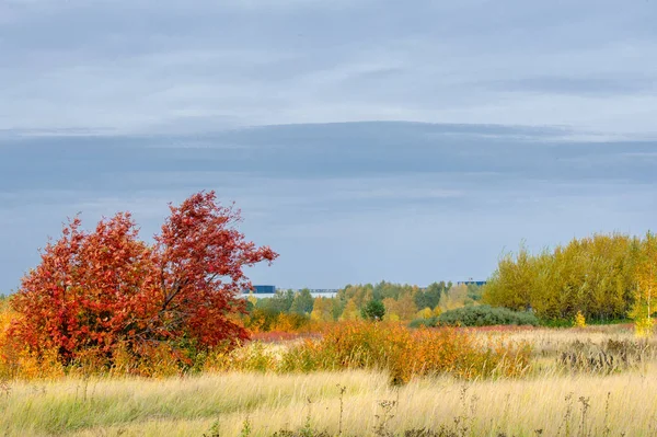 Natuurlijke Landschappen Herfst Landschap Buitenwijken Van Stad Heldere Rode Gele — Stockfoto