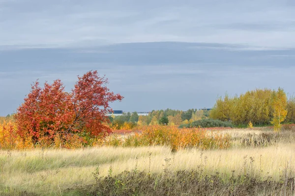 Natuurlijke Landschappen Herfst Landschap Buitenwijken Van Stad Heldere Rode Gele — Stockfoto