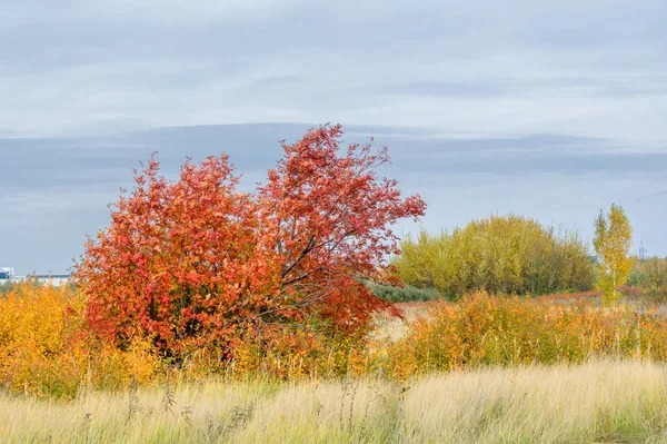 doğal manzara. Sonbahar manzara. Şehir, parlak kırmızı sarı ağaçlar, çalılar, eski sarı siyah çim banliyölerinde