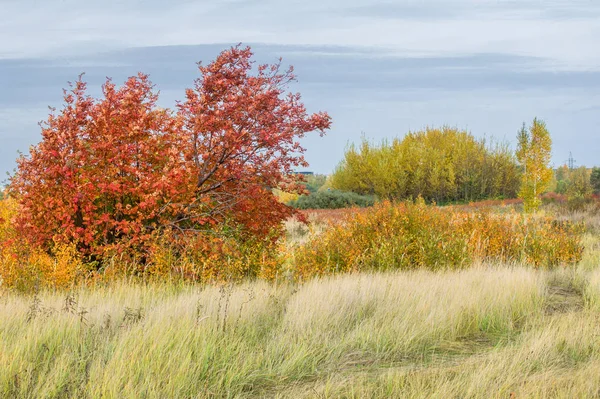 doğal manzara. Sonbahar manzara. Şehir, parlak kırmızı sarı ağaçlar, çalılar, eski sarı siyah çim banliyölerinde