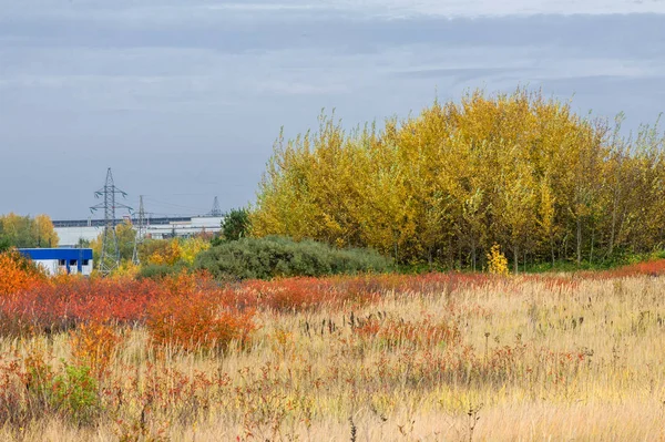 doğal manzara. Sonbahar manzara. Şehir, parlak kırmızı sarı ağaçlar, çalılar, eski sarı siyah çim banliyölerinde