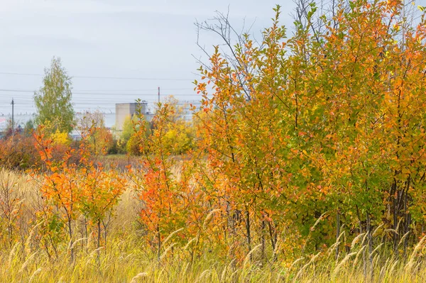 doğal manzara. Sonbahar manzara. Şehir, parlak kırmızı sarı ağaçlar, çalılar, eski sarı siyah çim banliyölerinde