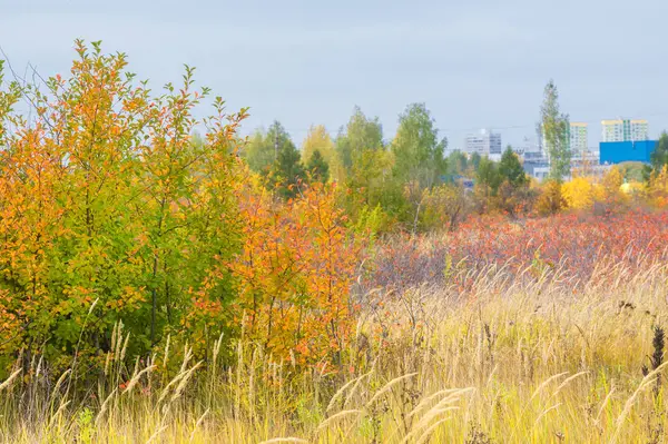 doğal manzara. Sonbahar manzara. Şehir, parlak kırmızı sarı ağaçlar, çalılar, eski sarı siyah çim banliyölerinde