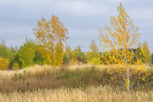 doğal manzara. Sonbahar manzara. Şehir, parlak kırmızı sarı ağaçlar, çalılar, eski sarı siyah çim banliyölerinde