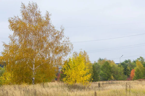 doğal manzara. Sonbahar manzara. Şehir, parlak kırmızı sarı ağaçlar, çalılar, eski sarı siyah çim banliyölerinde