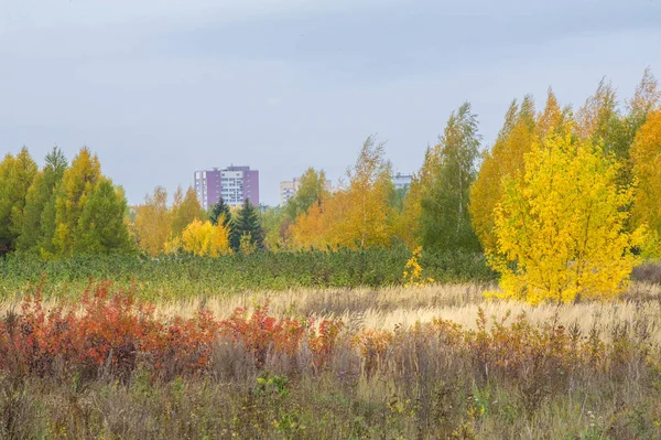 doğal manzara. Sonbahar manzara. Şehir, parlak kırmızı sarı ağaçlar, çalılar, eski sarı siyah çim banliyölerinde