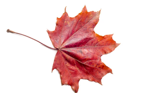 Textura Toamnei Frunzele Arțar Colorate Fenomenul Numește Mod Obișnuit Culori — Fotografie, imagine de stoc