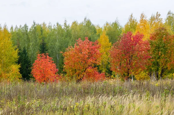 自然景观 秋天的风景 深秋在一个大城市的郊区 金黄的树 干燥的草 多云的天气 云遮住天空 太阳不亮 风在田野呼啸 — 图库照片