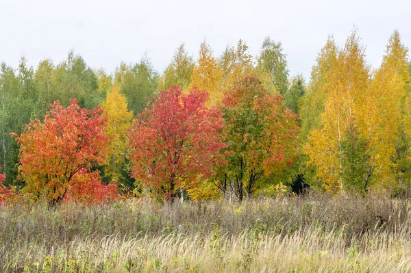 Naturlandskap Höstlandskap Sent Hösten Förort Till Storstad Gyllene Träd Torrt — Stockfoto